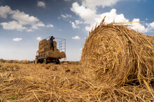 Hay Bale Harvesting In Golden Field Landscape    In The Distance Grass Bundles Are Being Loaded Into The Vehicle, Selective Focus, Composition Image