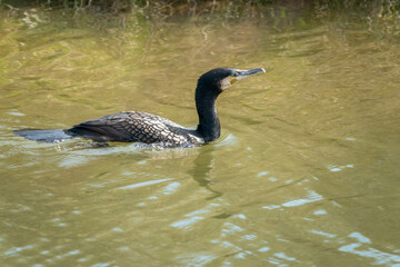 Poster - cormorant swimming in the river