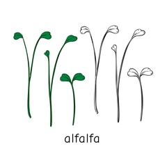 Wall Mural - Hand drawn alfalfa micro greens. Vector illustration in sketch style isolated on white background