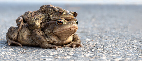 Two mating toads in spring. Toad migration and save frogs.