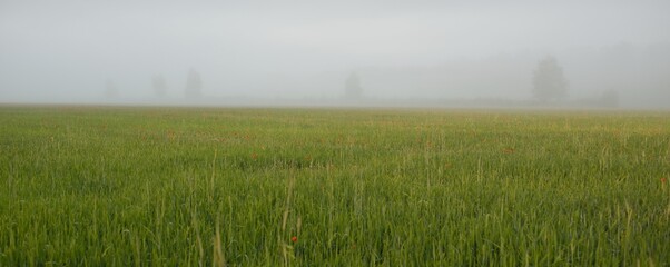 Wall Mural - Green country field (lawn) and forest in a fog at sunrise. Idyllic summer rural scene. Soft sunlight. Nature, environment, ecology, ecotourism