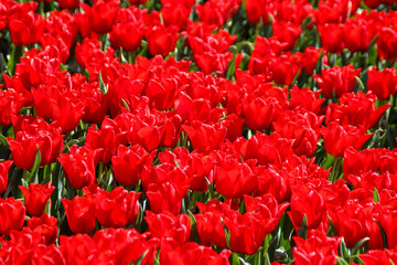 Red tulip on flower bulb fields at Stad aan 't Haringvliet on island Flakkee