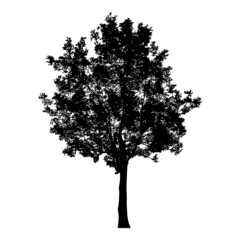 Silhouette of tree