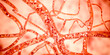 Blood vessel with flowing blood cells, 3D illustration