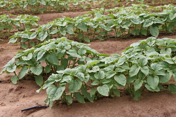 Sticker - sunflower seedlings 