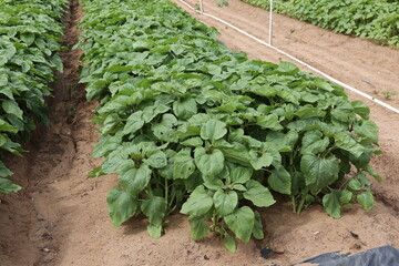 Sticker - sunflower seedlings