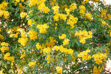 Flowering Shrub With Yellow Flowers In The Garden