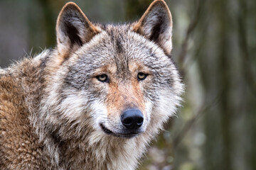  Close up of an adult wolve roaming in the forest
