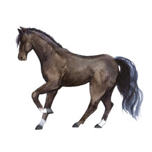Watercolor Horse Art. Ink Modern Galloping. Energy Active. Wildlife Design. Artwork Painted Running Horse Running Drawing. Hand Drawn. Watercolor Horse Farm 