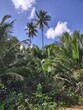 palm trees on  Puerto Rico island