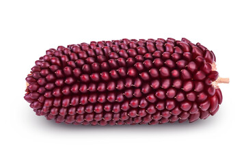 Purple corn or maize isolated on white background with clipping path and full depth of field