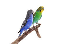 Two Beautiful Parrots Perched On Branch Against White Background. Exotic Pets