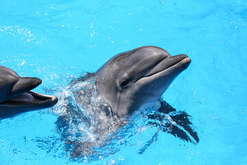 Wall Mural - Dolphins swimming in pool at marine mammal park