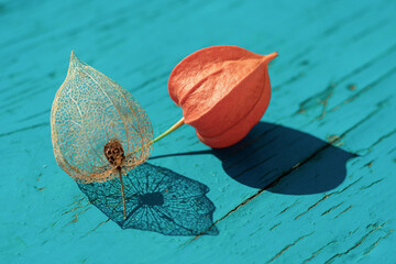 Natural natural backdrop made of two red ripe and delicate filigree skeleton physalis flowers with shadows on wooden blue background. Backlit flowers on autumn sun