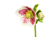Hellebore flower and bud