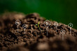 Chemical symbols of nitrogen, potassium, phosphorus, calcium, magnesium and zinc portrayed as a association of soil testing elements next to just emerged young plant on fertile, wet ground.