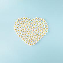 Heart - Shaped Dandelions And Daisies On Blue Background. Spring And Summer Background.