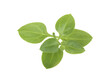 © Bohdan - house plant leaves isolated on white background