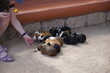 © Paulina - Guinea pigs,  Jungle Park, Tenerufe, March 2022