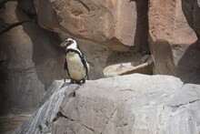 Penguin Feeding Time, Jungle Park, Tenerife