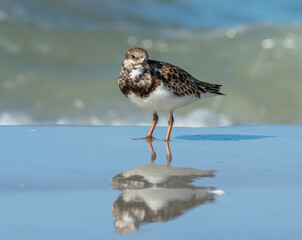 Wall Mural - A wave crashes behind a ruddy turnstone bird standing on the wet reflective sand 