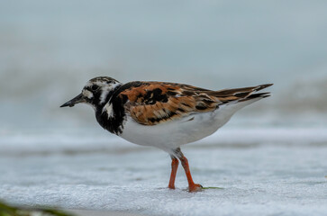 Wall Mural - A male ruddy turnstone walks in the water on the beach. 