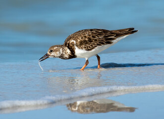 Wall Mural - A ruddy turnstone feeding in the shallow water from a wave washing onto the sandy beach. 