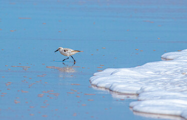 Wall Mural - A sanderling runs from a foamy wave that rolled onto the beach. 