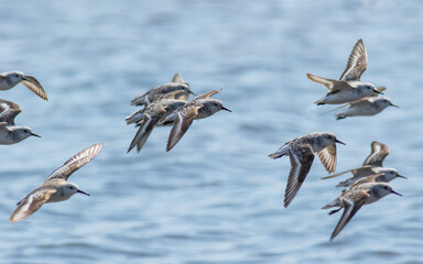 Wall Mural - A flock of sanderling sandpiper birds fly to a new spot on the beach 