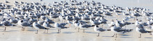 Panorama Of Seagulls And Terns In The Sand On The Beach