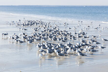 Seagulls And Terns In The Sand On The Beach