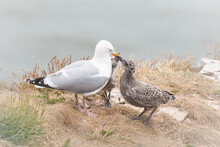 Adult Herring Gull (Larus Argentatus) Feeding Its' Chicks On The Cliff Top