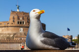 Fototapeta Pomosty - Seagull in front of the Castel Sant'Angelo