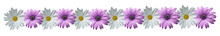 White And Purple Daisies Pattern, With White Background, Spring Wildflowers Banner