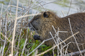 Wall Mural - Nutria, Myocastor coypus.