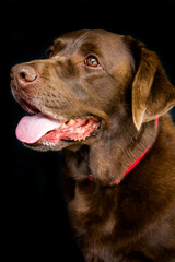 Canvas Print - chocolate labrador retriever