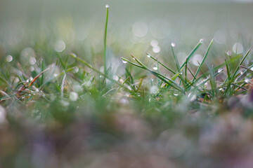 Sticker - Grass with dew - background