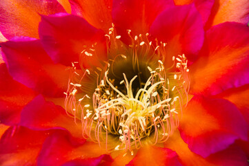 Closeup of a cactus flower