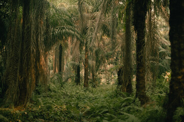 Natural outdoor beauty in the rainforest