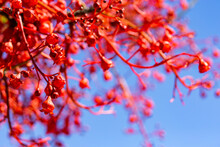Bright Red Flame Tree Flowers Against Blue Sky