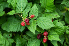 Unripe Blackberries On Bush In Garden