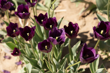 Wall Mural - dark burgundy  tulips in the field