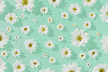 Wall Mural - White daisy flowers on tiffany green background . Minimal nature or woman's day concept. Creative background.