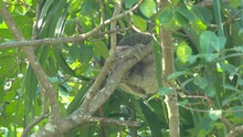 A Wide Shot Of A Young Three-toed Sloth Sleeping In A Tree At Quepos In Costa Rica