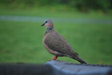Brown Spotted Dove Against Blurred Green Background
