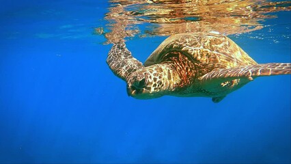 Wall Mural - Turtle swimming over reef in Hawaii