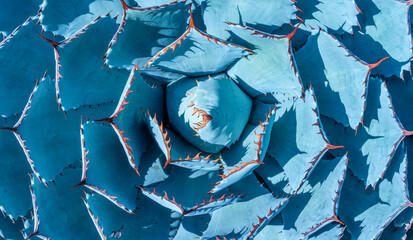 Wall Mural - Sharp pointed agave plant leaves