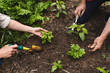 © Wavebreak Media - Cropped image of caucasian couple planting fresh saplings with hand tools in backyard