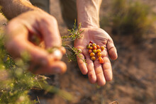Cropped Hands Of Caucasian Man Examining Wild Berries On Palm In Forest