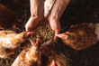 © Wavebreak Media - Cropped cupped hands of man with pellets feeding hens at domestic pen in farm